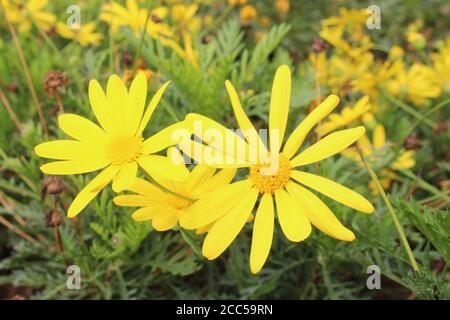 Stinkende willie Nahaufnahme von gelben Blüten von jacobaea vulgaris, dem gemeinsamen Ragwort jacobaea vulgaris, syn. Senecio jacobaea, ist ein sehr häufiges wild Stockfoto