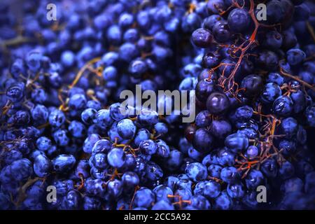 Eine reiche Ernte von reifen frischen blauen großen köstlichen Trauben auf üppigen Zweigen, die dann zu Wein gemacht werden können. Agrarindustrie. Stockfoto