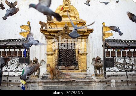 Affen und Tauben sind manchmal mehr als Pilger auf der Swayambhunath Stupa in Kathmandu, Nepal. Stockfoto
