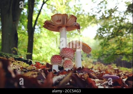 Amanita muscaria, allgemein bekannt als die Fliege agaric oder Fliege amanita wächst in Buchenwald, Surrey, Großbritannien Stockfoto