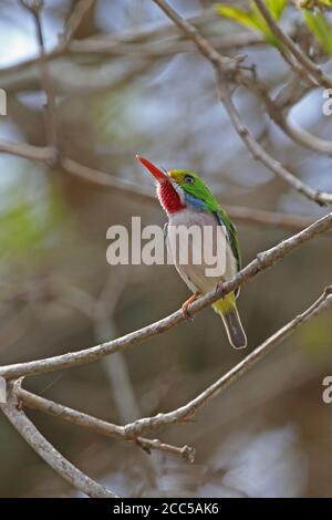 Kubanischer Tody (Todus mulicolor) Erwachsener auf Zweig (kubanische endemische) La Belen, Kuba März 2013 Stockfoto