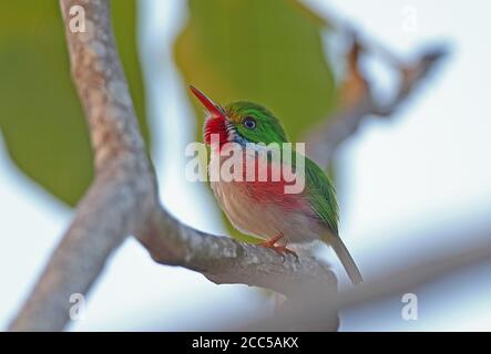 Kubanischer Tody (Todus mulicolor) Erwachsener auf Zweig (kubanische endemische) La Belen, Kuba März 2013 Stockfoto