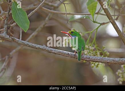 Kubanischer Tody (Todus mulicolor) Erwachsener auf Zweig (kubanische endemische) La Belen, Kuba März 2013 Stockfoto