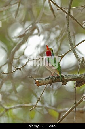 Kubanischer Tody (Todus mulicolor) Erwachsener auf Zweig (kubanische endemische) La Belen, Kuba März 2013 Stockfoto