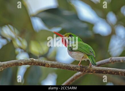 Kubanischer Tody (Todus mulicolor) Erwachsener auf Zweig (kubanische endemische) La Belen, Kuba März 2013 Stockfoto