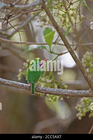 Kubanischer Tody (Todus mulicolor) Erwachsener auf Zweig (kubanische endemische) La Belen, Kuba März 2013 Stockfoto