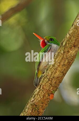 Kubanischer Tody (Todus mulicolor) Erwachsener auf Zweig (kubanische endemische) La Belen, Kuba März 2013 Stockfoto