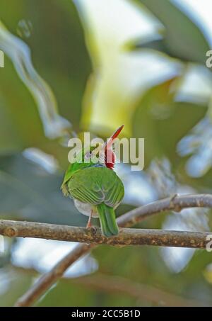 Kubanischer Tody (Todus mulicolor) Erwachsener auf Zweig (kubanische endemische) La Belen, Kuba März 2013 Stockfoto