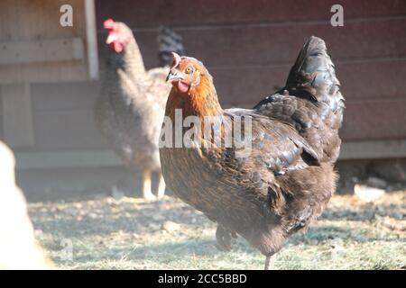 Hühner in einer Freilandfarm. Diese Hühner legen erstklassige Bio-Eier Stockfoto