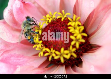 Biene auf hellrosa Zinnia Staubgefäße, Biene auf gelben Staubgefäßen, hellrosa Zinnia mit gelben Staubgefäßen, Biene mit Pollen an den Beinen, Biene und Bestäubung, Insekt Stockfoto