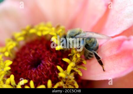 Biene auf hellrosa Zinnia Staubgefäße, Biene auf gelben Staubgefäßen, hellrosa Zinnia mit gelben und roten Staubgefäßen, Biene mit Pollen an den Beinen, Biene Und Bestäubung Stockfoto
