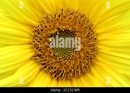 Gelbe Sonnenblumen Staubblätter Makro, Sonnenblumenkopf, Sonnenblume mit zarten Blütenblättern und Staubblätter, Sommer Blume, Blumenfoto, Schönheit in der Natur, Makrofotografie Stockfoto