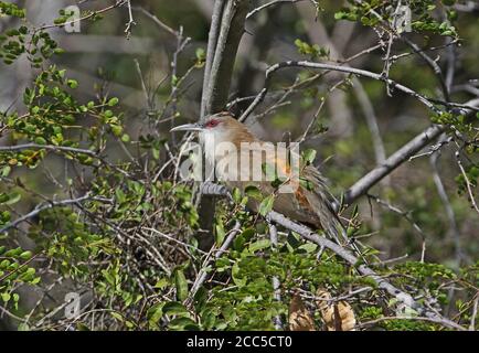 Großer Eidechse Kuckuck (Saurothera merlini merlini) Erwachsene auf Zweig thront, Sonnen, kubanischen endemischen La Belen, Kuba März Stockfoto