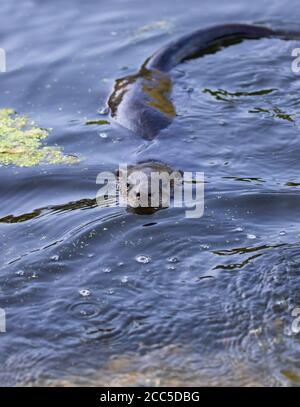 Junger Fischotter schwimmt in einem lokalen Teich in der Nähe von Ottawa, Kanada Stockfoto