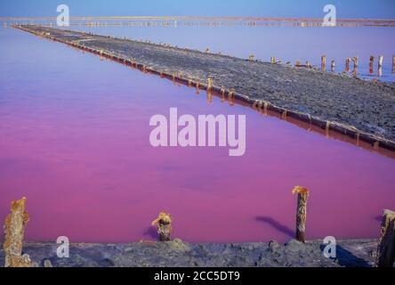 Salz, Sole und Schlamm aus rosa salzigen Sivash See in der Nähe Asowschen Meer, gefärbt von Mikroalgen Dunaliella salina, Anreicherung des Wassers des Sees durch Beta-Carotin Stockfoto