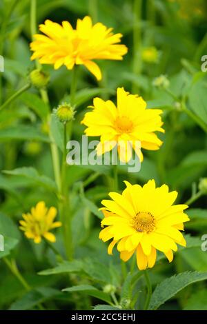 Heliopsis helianthoides var. scabra 'Waterperry Gold. Amerikanisches Ochsenauge „Waterperry Gold“. Falsche Sonnenblume Stockfoto