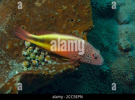 Blackside Hawkfish, Paracirrithes forsneri, Cirrhitidae, thront in Korallenriff, Tulamben, Bali Stockfoto