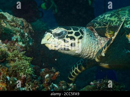 Habichtsschildkröte, Eretmochelys imbricata, auf Korallenriff, Tulamben, Bali, Indonesien Stockfoto