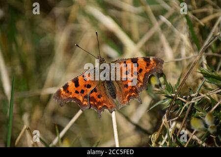 Komma Schmetterling in Ruhe mit offenen Flügeln Stockfoto