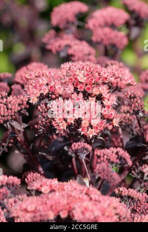 Hylotephium tephium 'Purple Emperor'. Orpine 'Purple Emperor'. Atropurpureum-Gruppe. Sedum 'Purple Emperor' Stockfoto