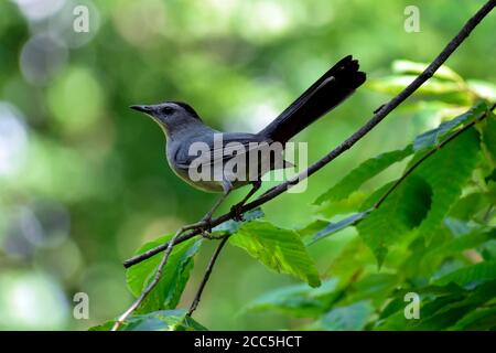 Ein grauer Catbird, der auf einem Buchenzweig steht und ein bisschen von den roten Federn unter seinem Schwanz zeigt. Stockfoto