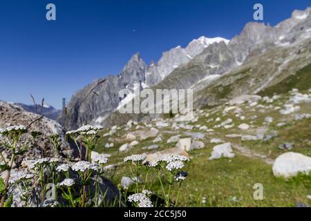 Weiße Blüten auf dem verschwommenen Hintergrund des Monte Bianco (Mont Blanc) Stockfoto