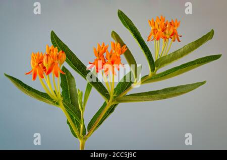 Schmetterlingskraut (Asclepias tuberosa) wächst im Wildblumengarten. Blumen ziehen viele nektarierende Insekten an und ist eine Wirtspflanze für die Larven des Monarchen Stockfoto