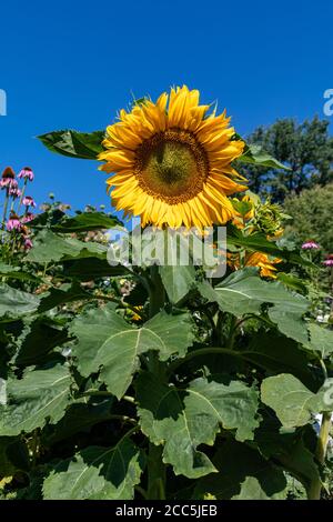 Helianthus annuus, die gewöhnliche Sonnenblume, gegen den klaren blauen Himmel Stockfoto