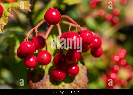 Viburnum opulus, allgemein bekannt als Wacholderrose oder Wacholderrose, Nahaufnahme von roten Beeren oder Früchten Stockfoto