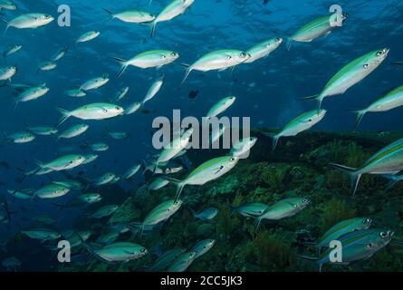 Schule von unterschiedlich gesäumten Fusilier Fischen, Caesio varilineata, Schwimmen über einem Korallenriff, Tulamben, Bali Stockfoto