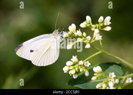 Ein Kohl-weißer Schmetterling auf Bettstroh im Taylor Creek Park, Toronto, Ontario. Stockfoto