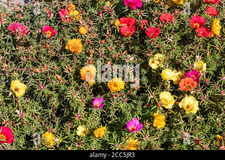 Gemischte Farben von Portulaca grandiflora Blumen Stockfoto