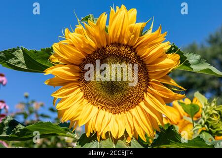 Nahaufnahme der Sonnenblume (Helianthus annuus) gegen klaren blauen Himmel Stockfoto