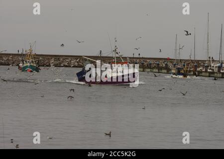 Möwen nach Fischerboot in Hafen, Brixham, Devon, UK Stockfoto