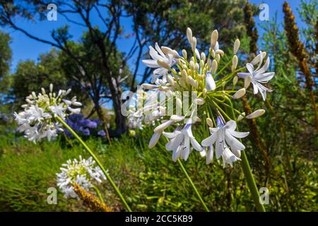 Weiße afrikanische Lilie Agapanthus praecox blüht in Kirstenbosch. Stockfoto