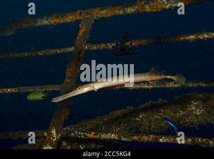 Trompetenfisch, Aulostomus maculatus, Jagd auf Wrack in Tulamben, Bali, Indonesien Stockfoto