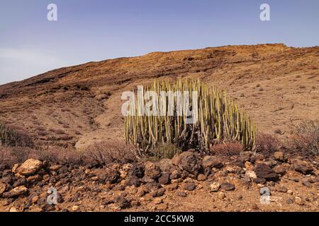 Kanarenspurge, (Euphorbia canariensis), mit Felsen und vulkanischer Landschaft, Berge Hintergrund Stockfoto