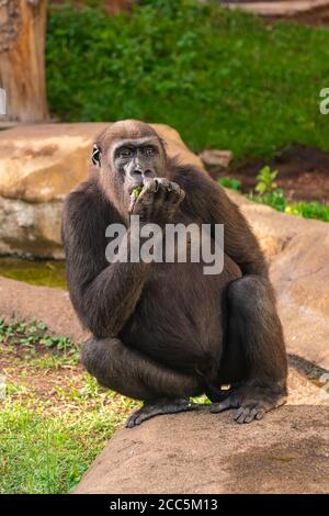 Weibliche Western Lowland Gorilla sitzt auf einem Felsen Stockfoto