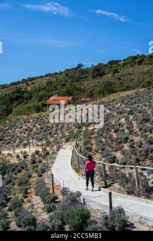 Eine Frau, die auf dem weißen Kopfsteinpflasterweg, der um die Lavendelblüten (lavandula dentata) Felder in 'O Lavandario' Farm geht, geht. Stockfoto