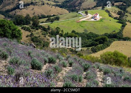 Lavendelfelder Plantage auf einem Hügel von 'O Lavandario' Farm mit der bergigen Gegend von Cunha Defokussierung im Hintergrund kultiviert. Stockfoto