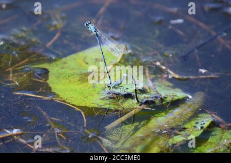 Gewöhnliche Blaudamselflies, die Eier in Wasser legen Stockfoto