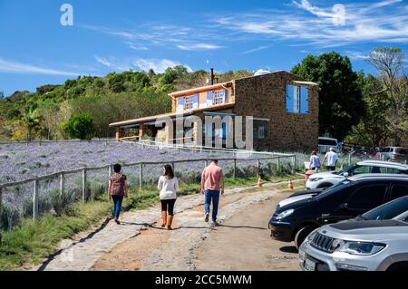 Besucher zu Fuß in Richtung der provenzalischen Stil Haus Shop durch den Parkplatz Feldweg und in der Nähe einer großen Lavendel Feld Plantage von 'O Lavandario' Farm. Stockfoto