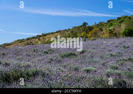 Die schönen Lavendelfelder unter einem Morgen sonnigen blauen Himmel in 'O Lavandario' Farm mit einem Paar zu Fuß dazwischen und einem grünen Hügel auf der Rückseite. Stockfoto