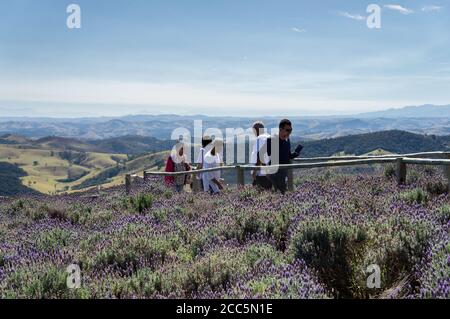 Besucher, die an einem sonnigen Tag zwischen der Lavendelfelder-Plantage in der 'O Lavandario' Farm mit der bergigen Cunha-Landschaft auf der Rückseite wandern. Stockfoto