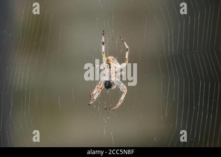 Nahaufnahme einer Kreuzspinne in ihrem Spinnennetz, die sich von einer Beute ernährt. Stockfoto