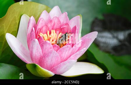 Asiatische Wespe im Flug über die Blumen eines Wassers lily Stockfoto