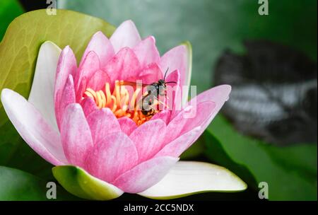 Asiatische Wespe im Flug über die Blumen eines Wassers lily Stockfoto