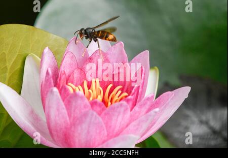 Asiatische Wespe im Flug über die Blumen eines Wassers lily Stockfoto