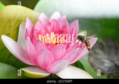 Asiatische Wespe im Flug über die Blumen eines Wassers lily Stockfoto