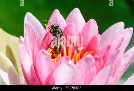 Asiatische Wespe im Flug über die Blumen eines Wassers lily Stockfoto